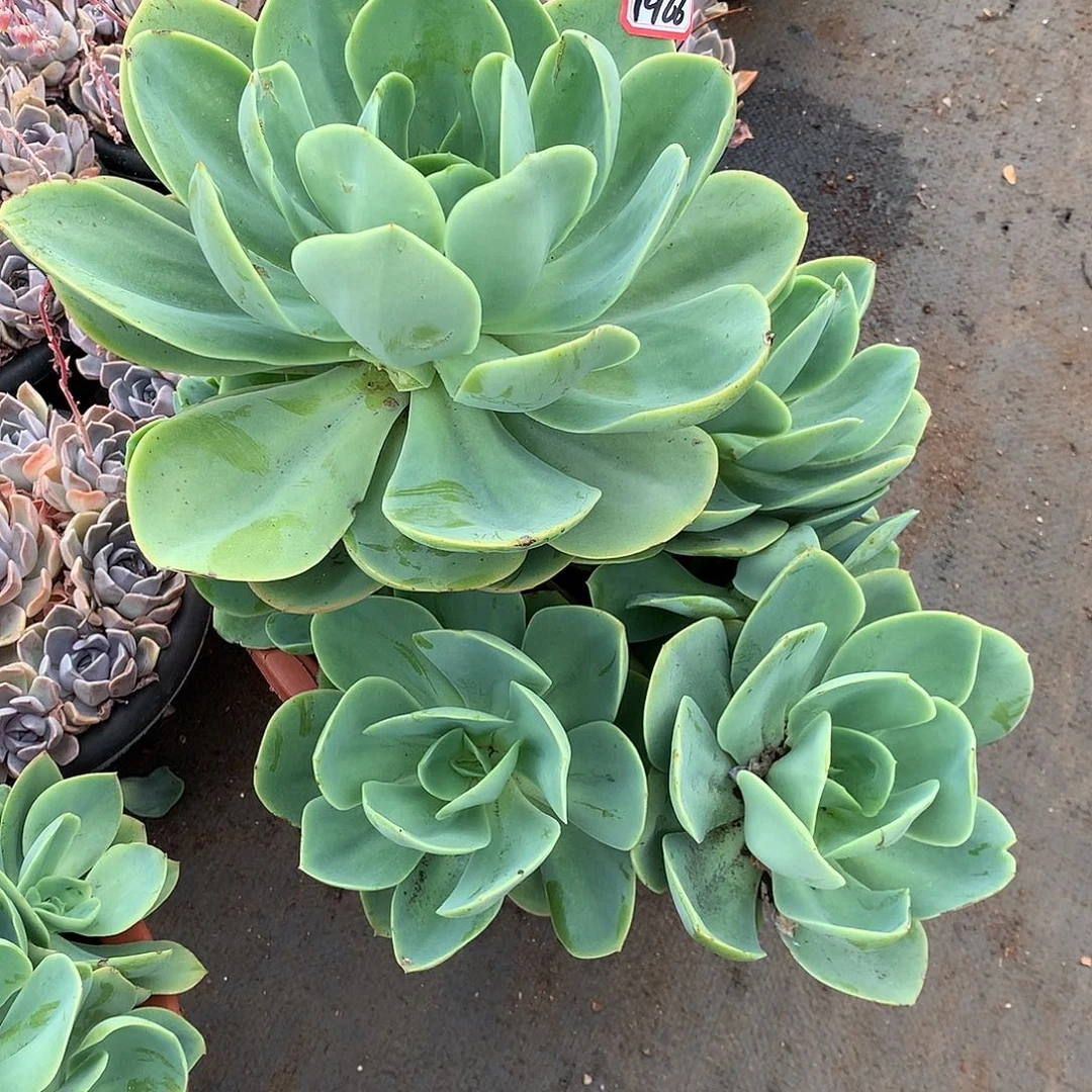 骑兵1966晓晓一物一拍