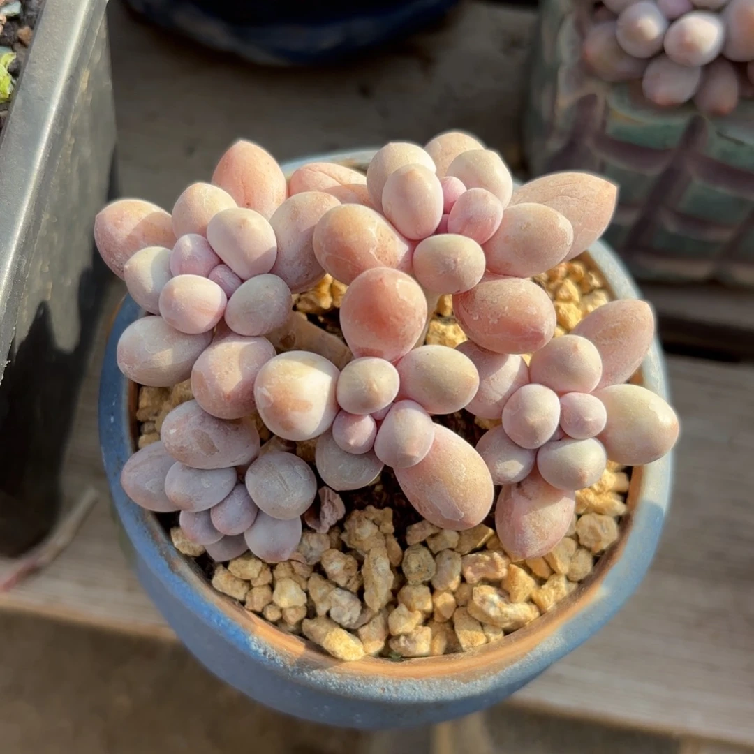 汤111111圆11111111