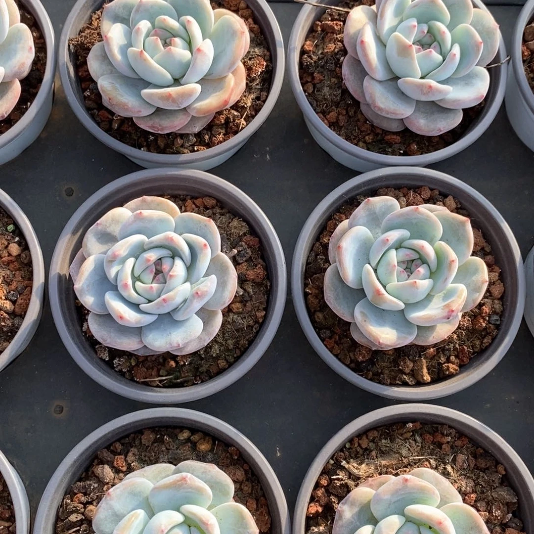 61蓝星单头 福利多多