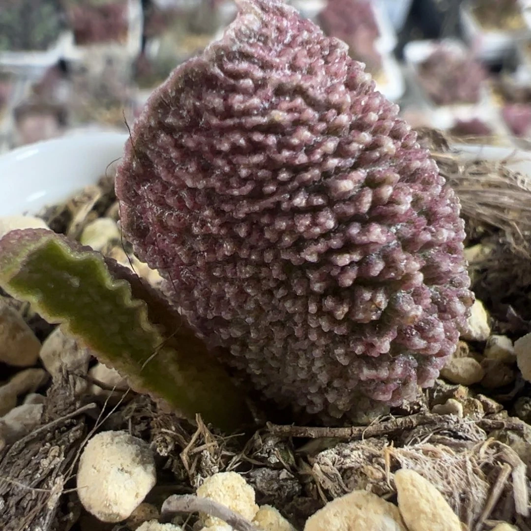 实生新品多肉植物水泡多肉植物