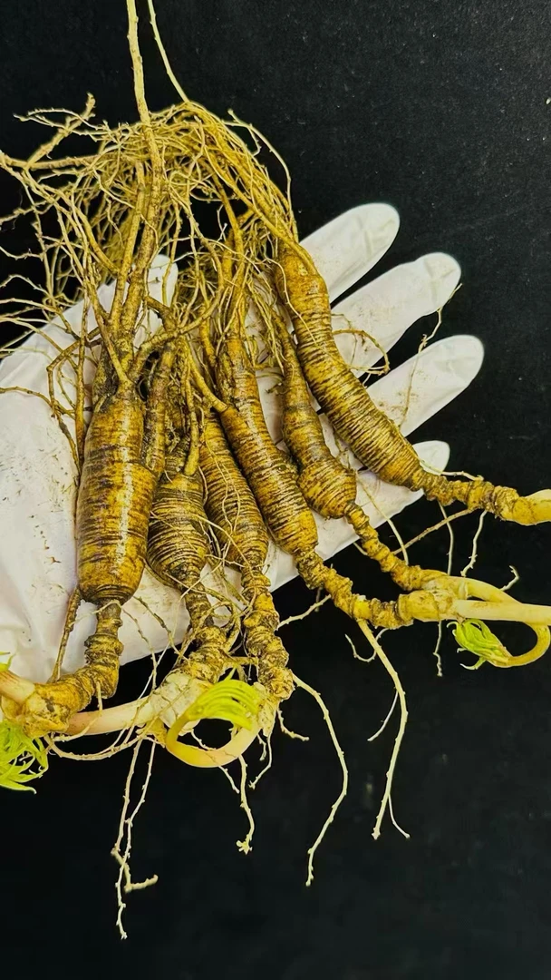 长白山林下参拍货链接