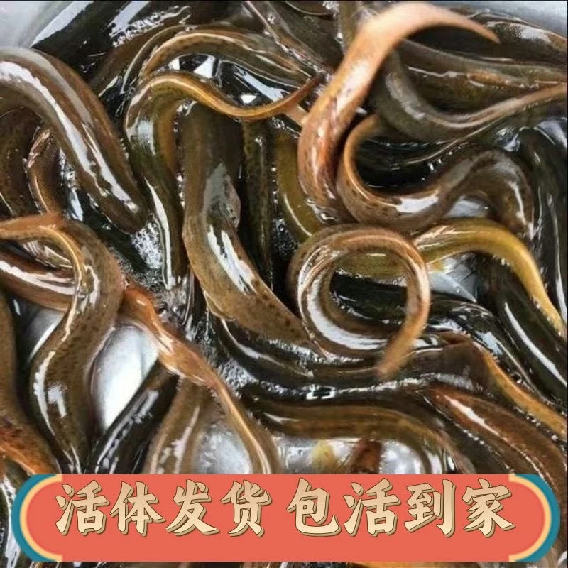 野生泥鳅顺丰包邮 2斤农家现捞鲜活小泥鳅现捞