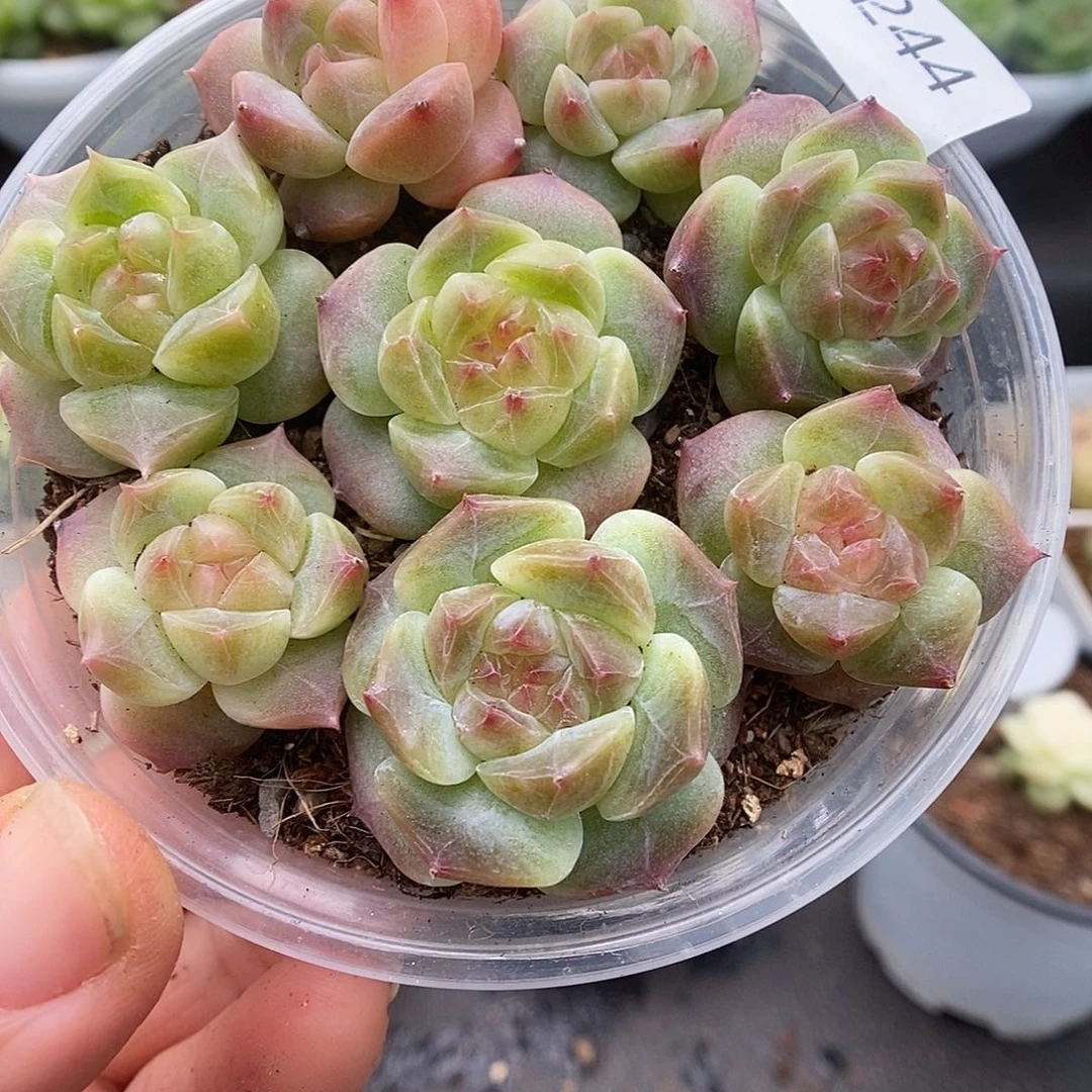 一物一拍一物一拍1021-244