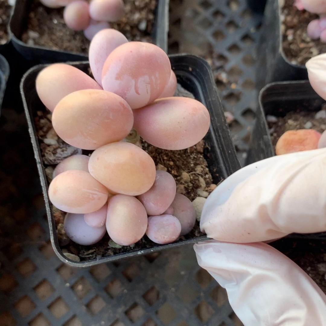 水光针奶酪多肉，