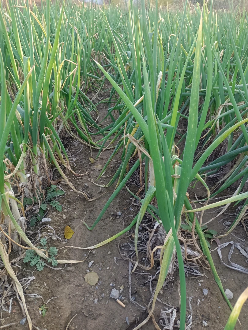 农家肥种植宝坻五叶齐大葱，无农药，无化肥，粗的少，细的多 净重5斤