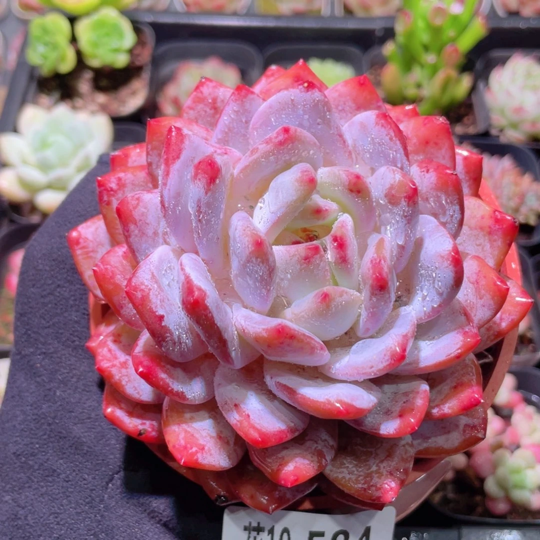 花利美10-584橙梦露