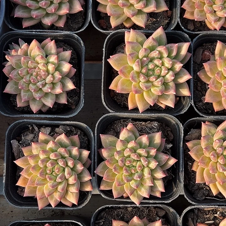 团105号。 单头甲骨文。