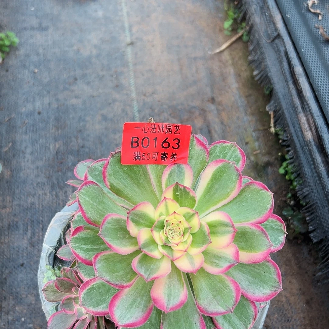 万圣节锦、0163多肉植物