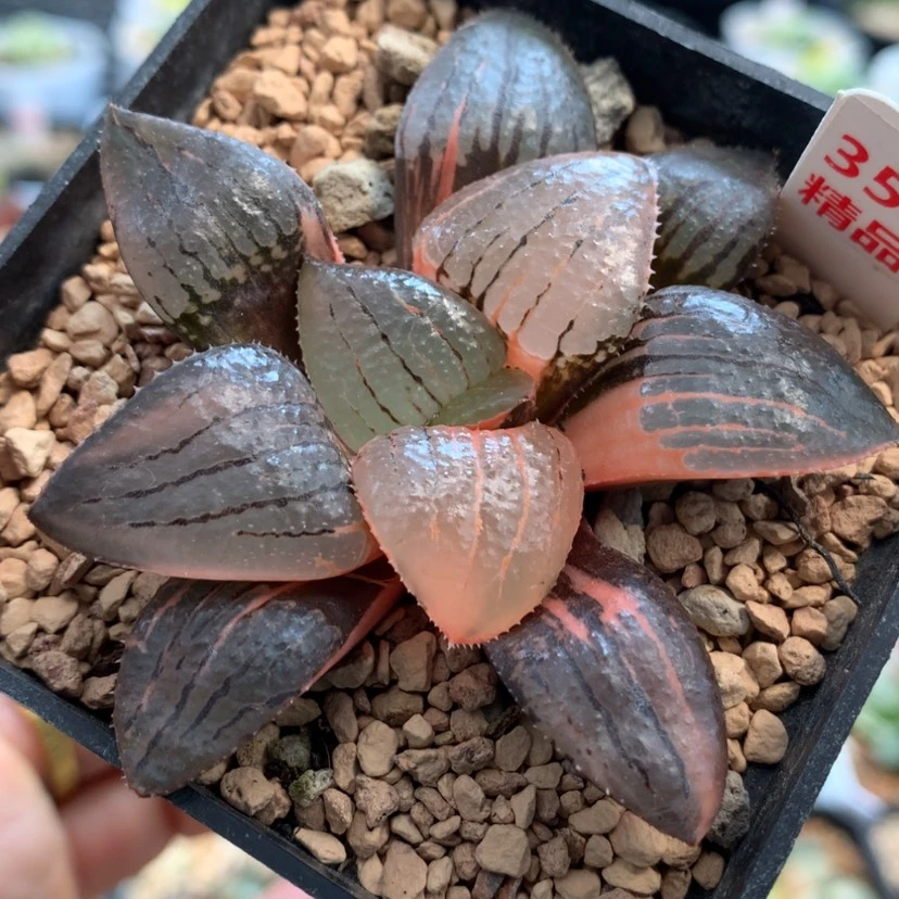 【闪购商品】 354亲指姬