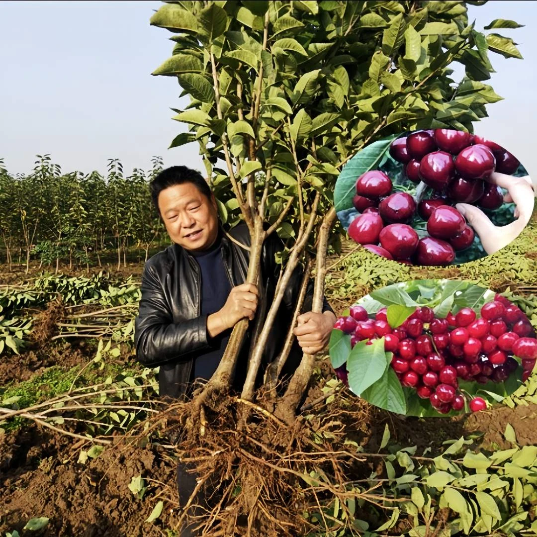 车厘子树苗樱桃树南方北方种植盆栽庭院果树矮化樱桃树大樱桃苗