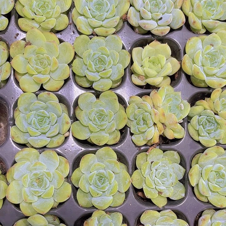 精品糖心冰冰多肉植物