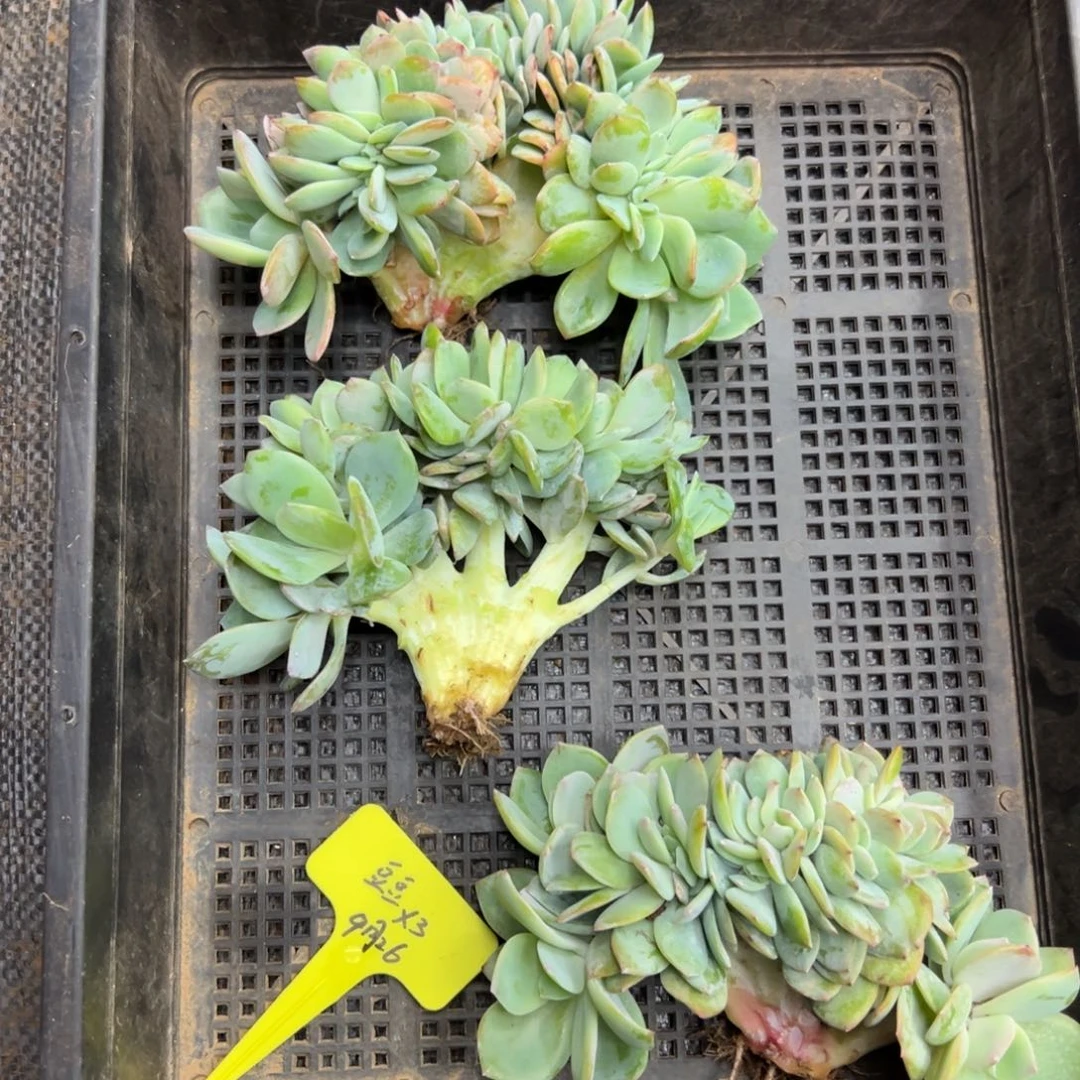 白凤缀化，三颗，豆豆