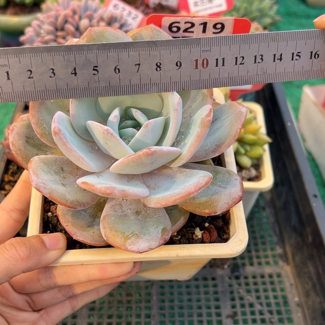 表妹精品多肉植物6219: