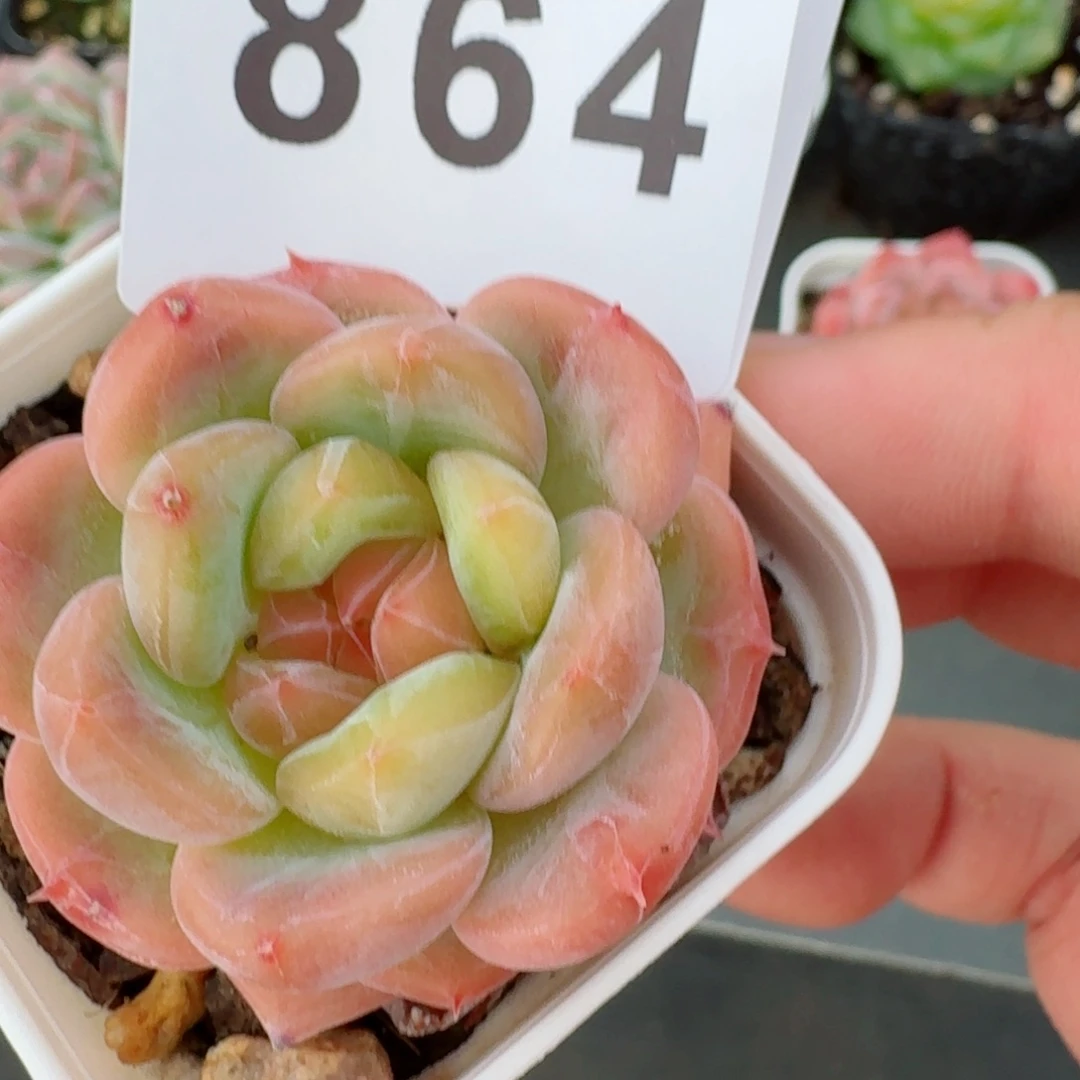 橘子纱            精美多肉植物