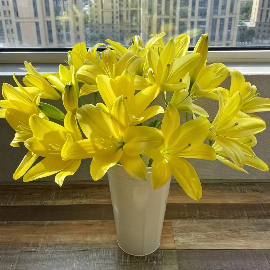 【大聪明卖花】黄蜂香水百合-任意2单鲜花包邮发货后不支持退款