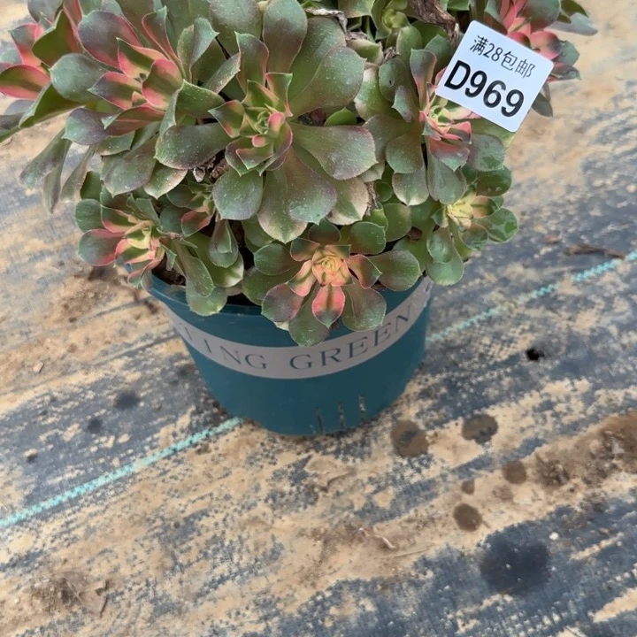 969 清棚处理不包断枝