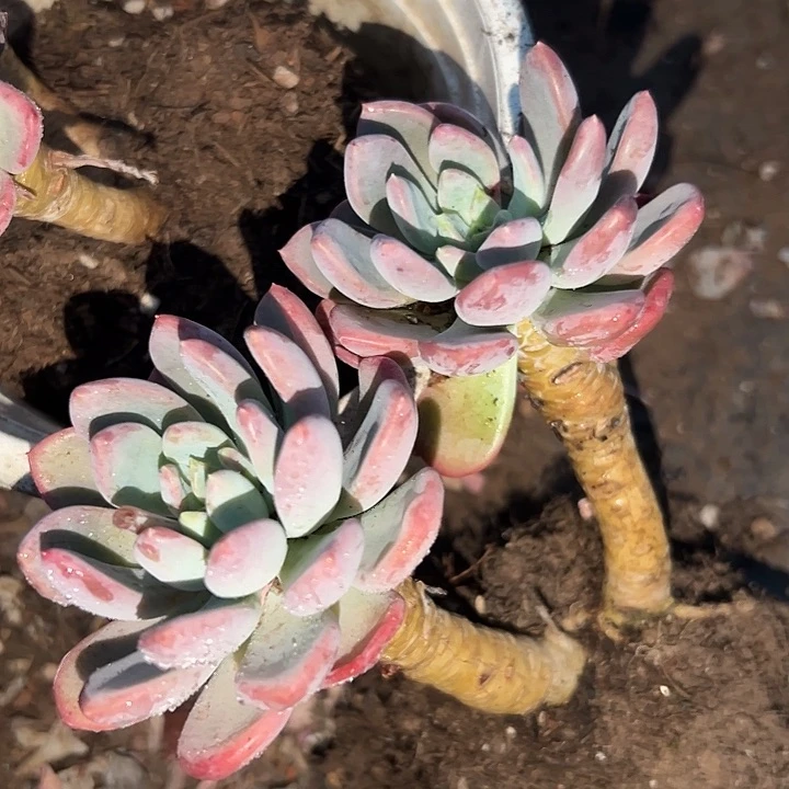 无花朵玛瑙双头起老桩。