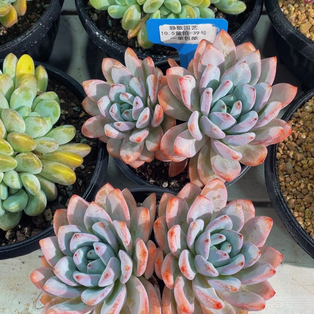 1005-39-母本大星星雪一颗