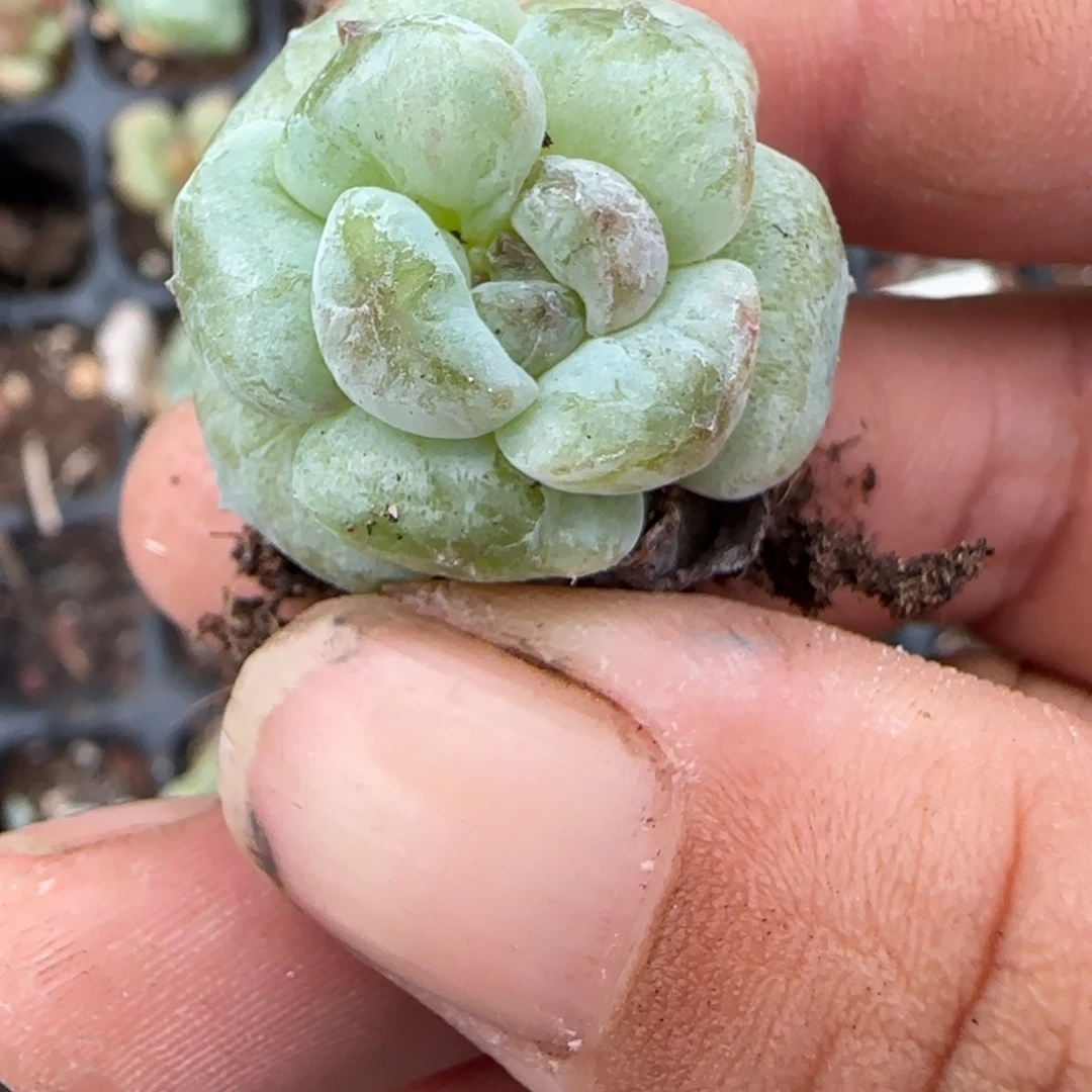 小卡拉米糖心一物一拍