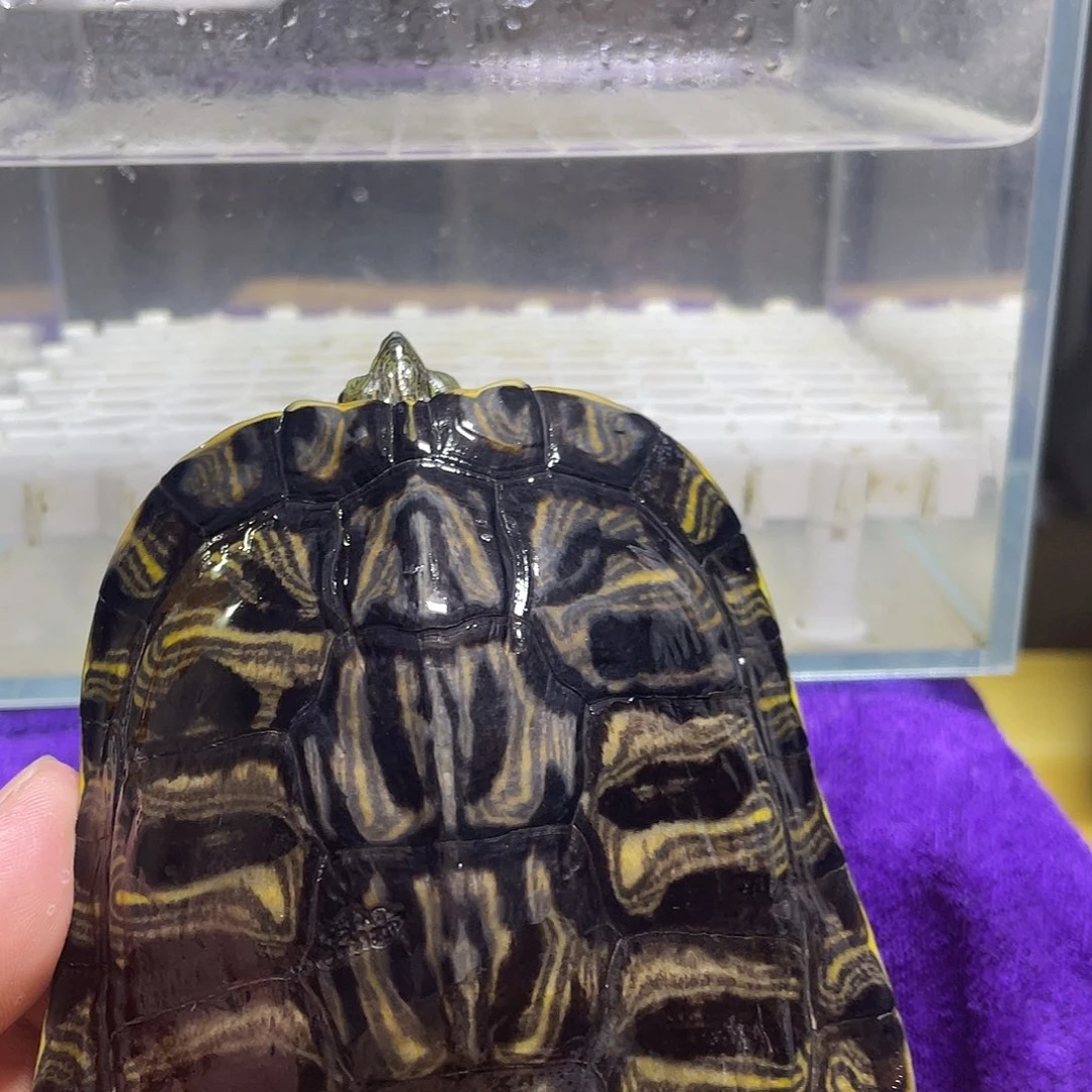不分公母宠物龟黄