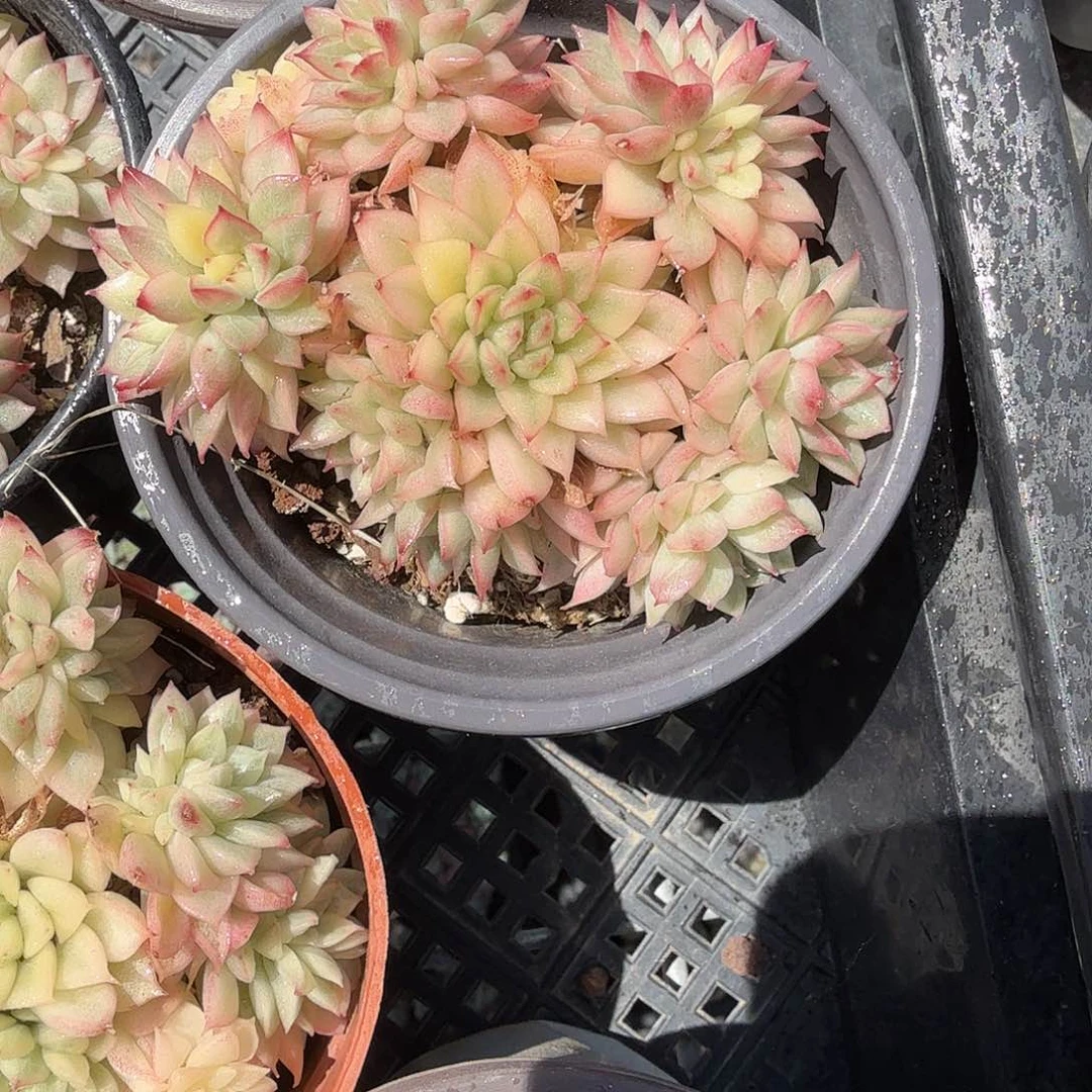 女雏锦多肉植物精品