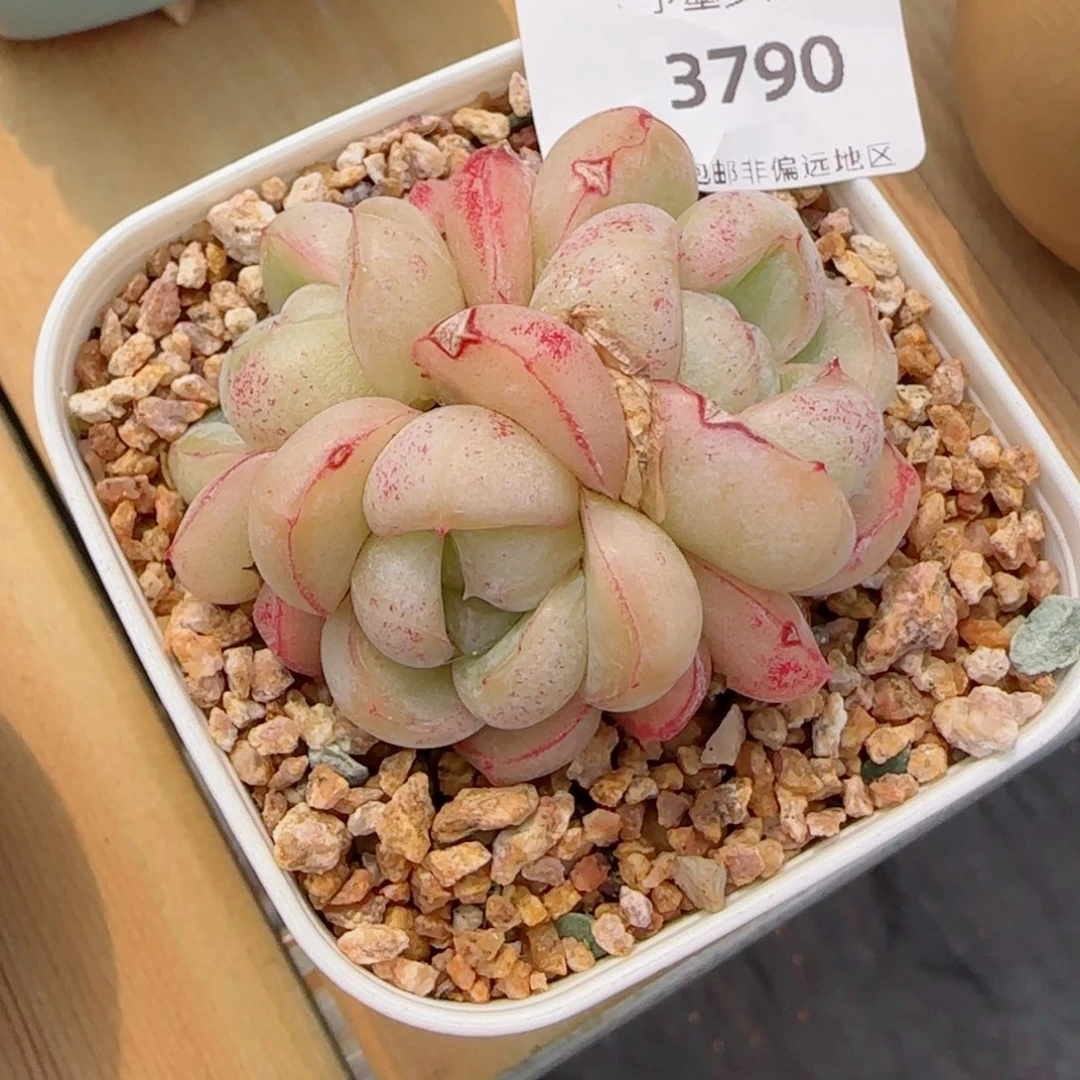 胖虎，3790多肉植物