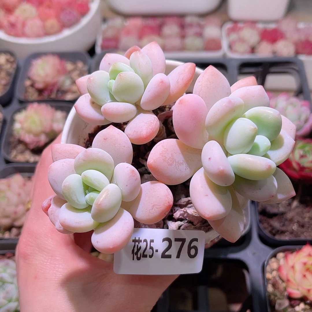 花利美25-276洛神