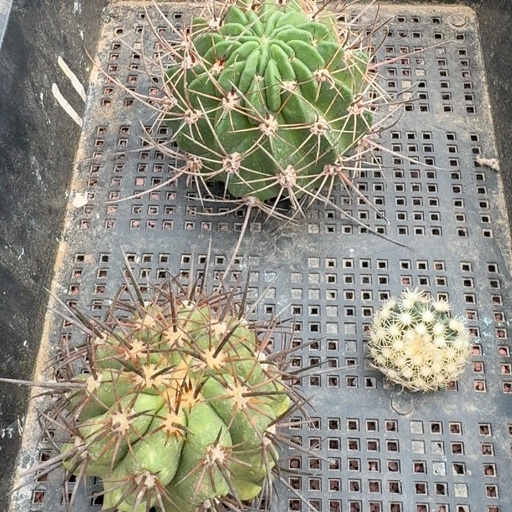 框拍福利2，不退不换，微瑕疵