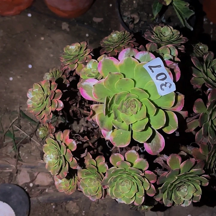 307火烧云多肉植物不售后