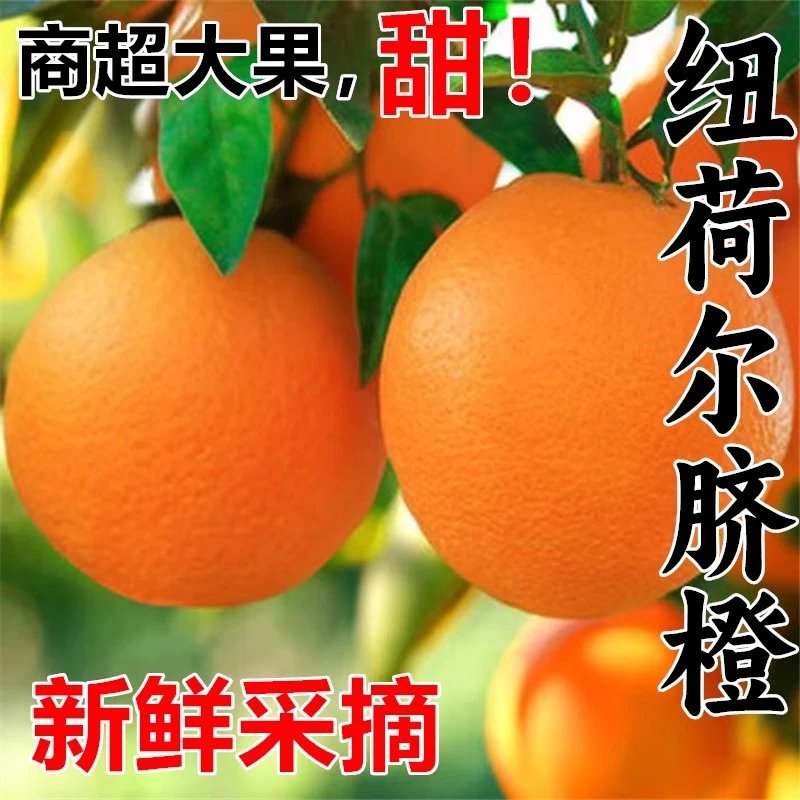 5斤/9斤正宗纽荷尔脐橙 当季新鲜水果大果非赣南手剥果冻甜橙子