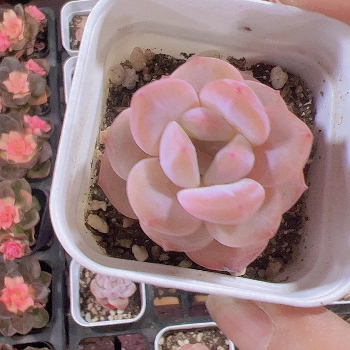 冰魄糖心纯爱精品多肉