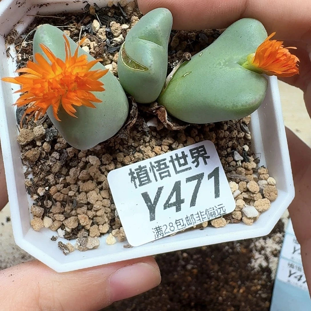 多肉植物的润泽的