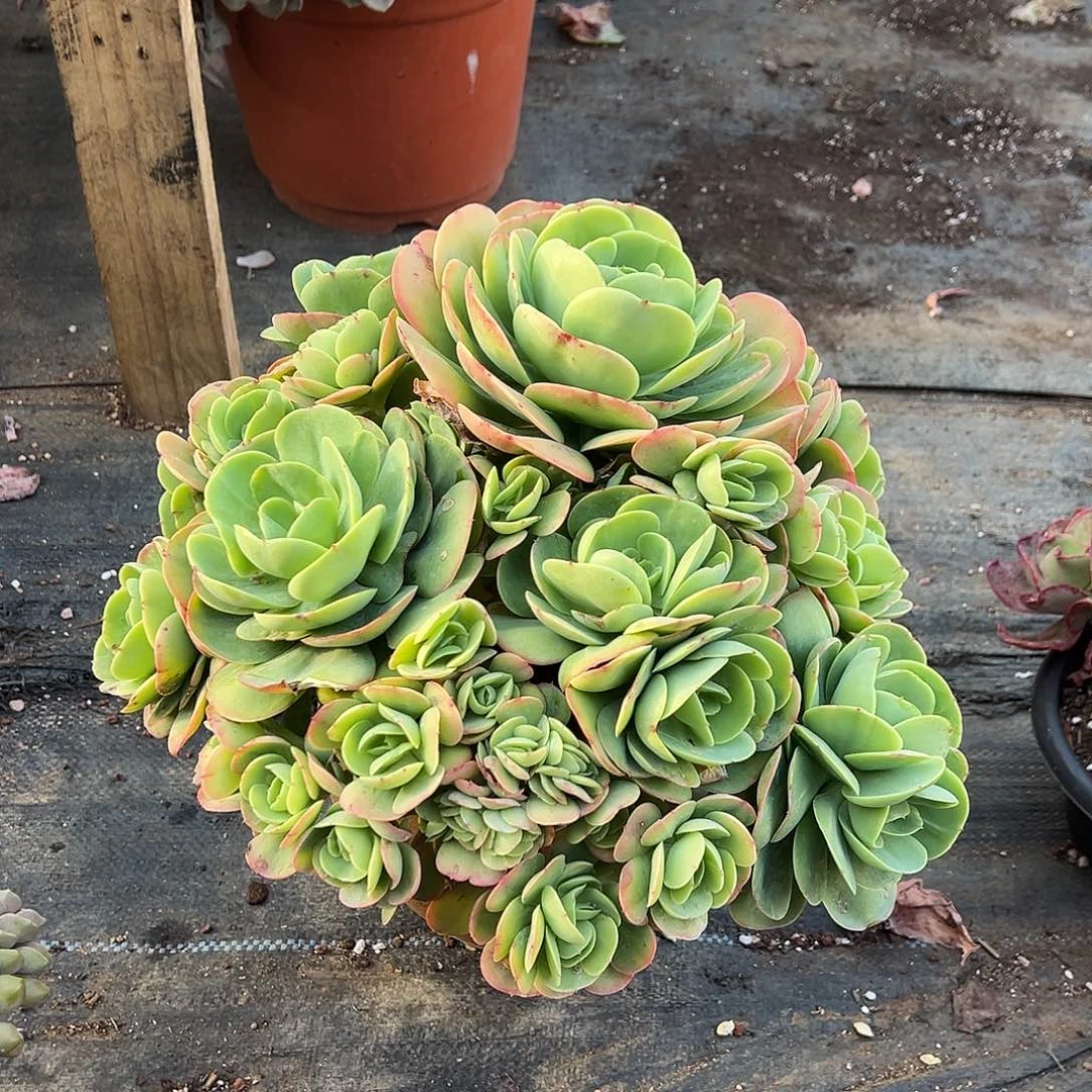 碧桃带缀化裸根发货