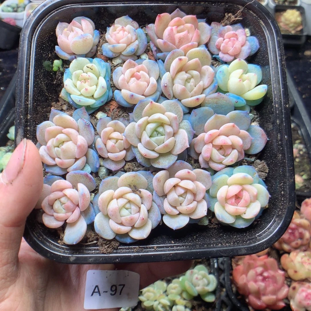 无花朵云岚量拍yyyyyyy