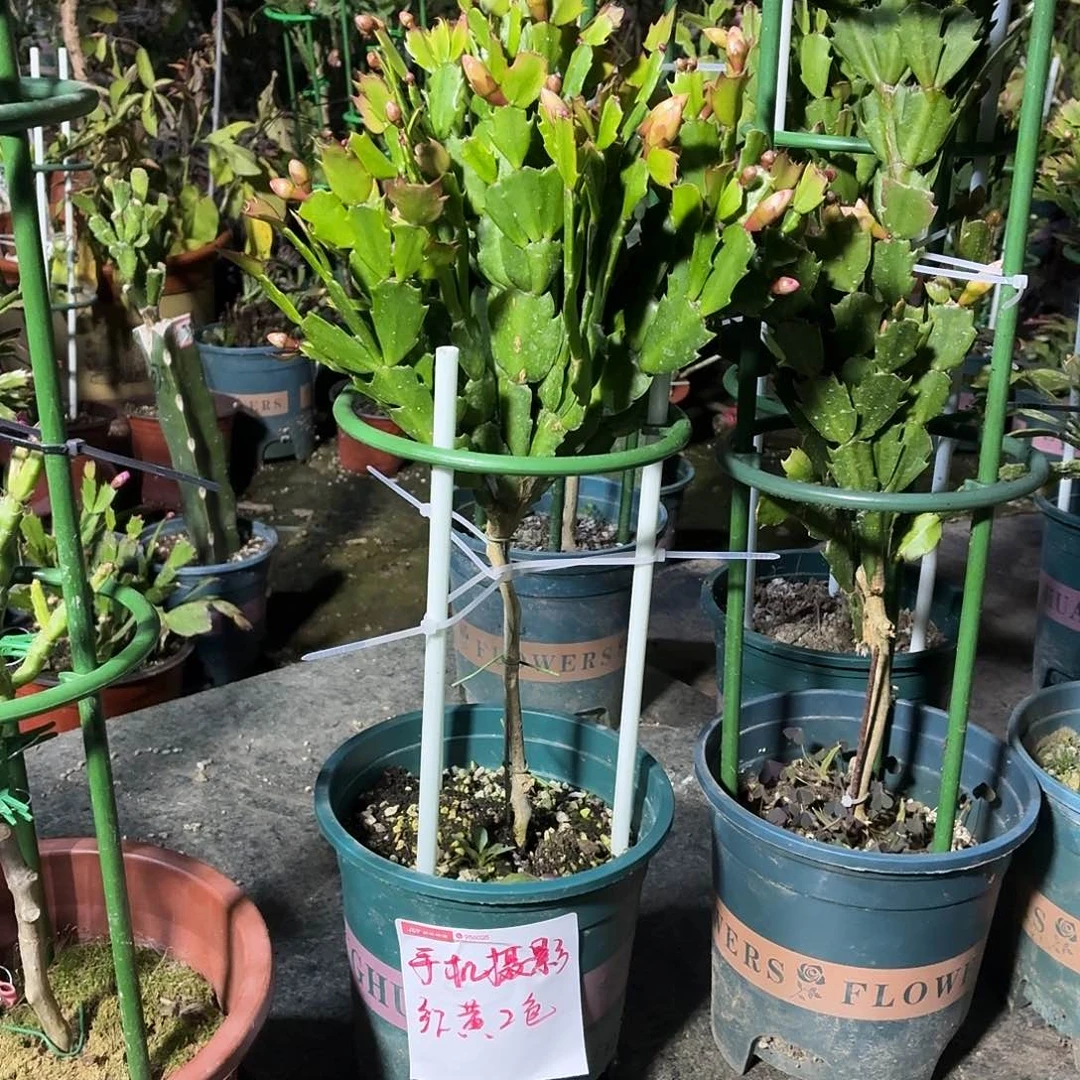 无花朵手机摄影叶仙嫁接红色黄色