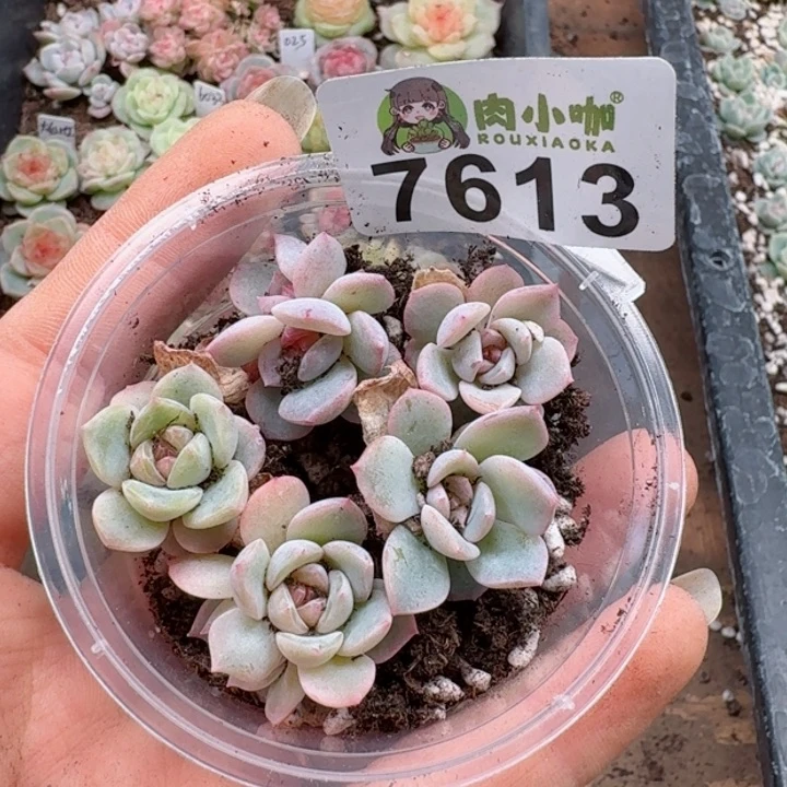 多肉植物多肉植物