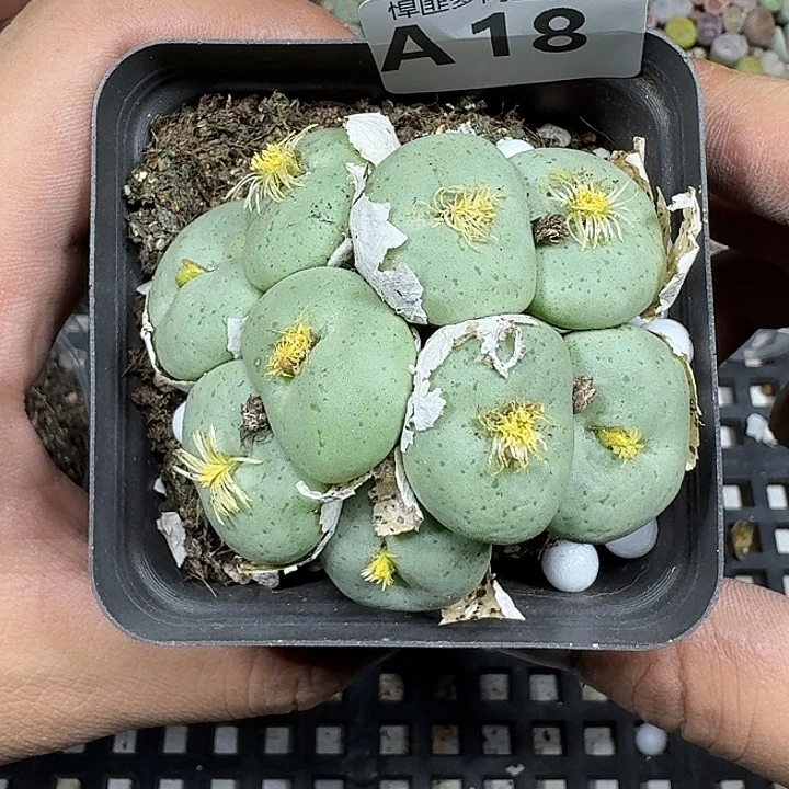 18 多肉植物多肉植物