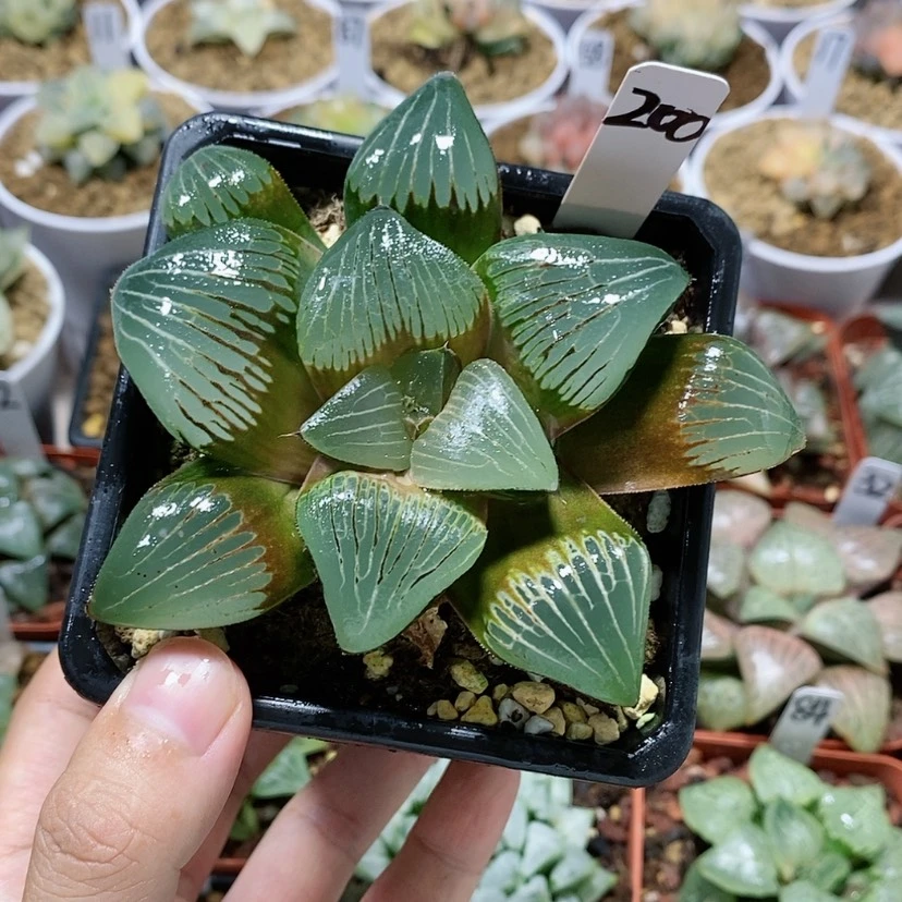 【闪购商品】200实生
