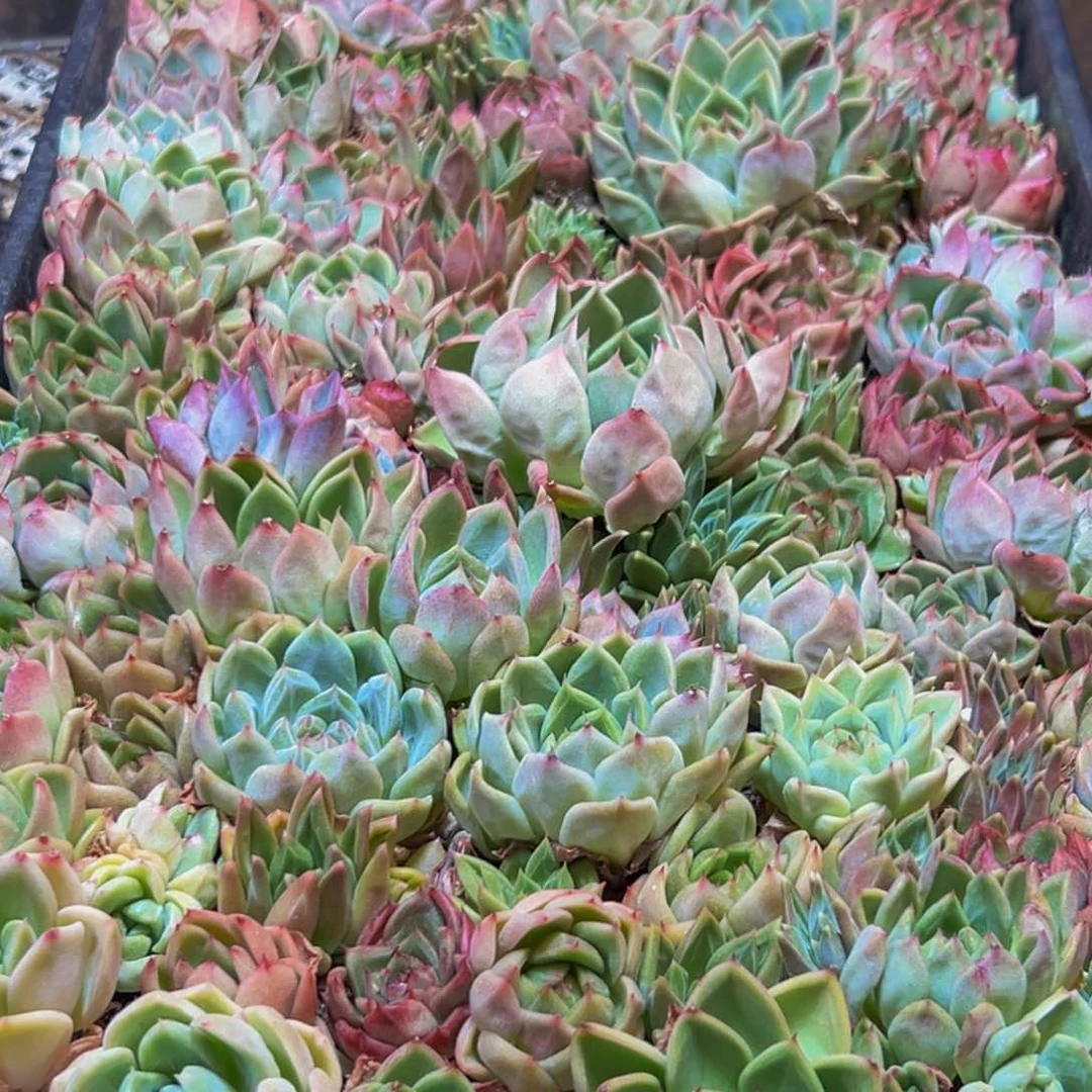 娟***n232电容器类型电容屏类型