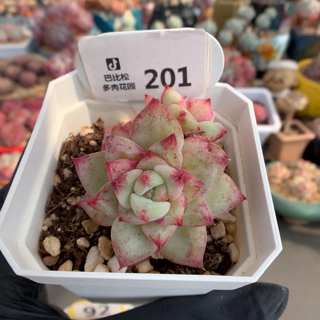 201 白拉糖多肉多肉