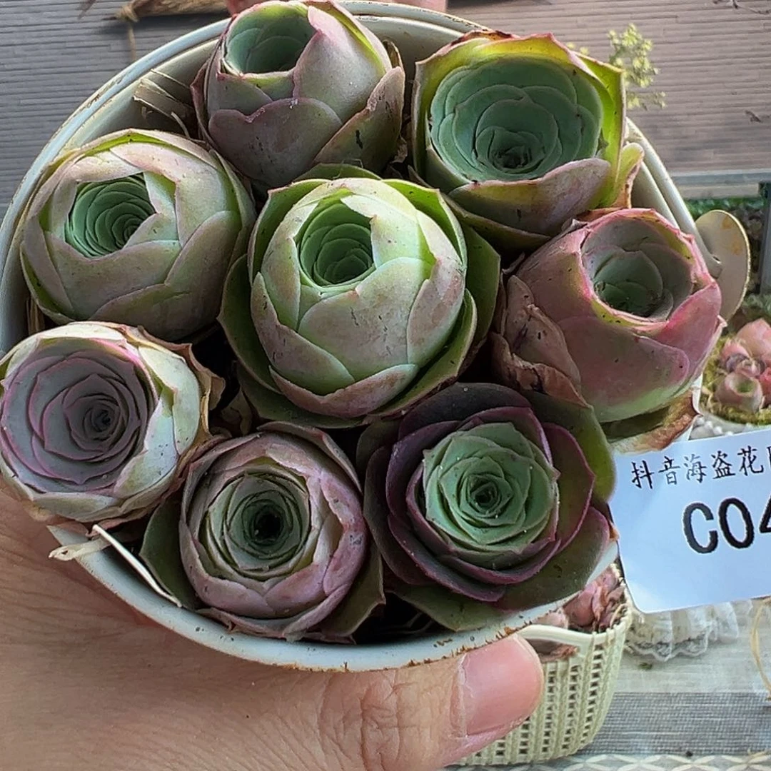 C043。玫瑰混铁桶。 福利。