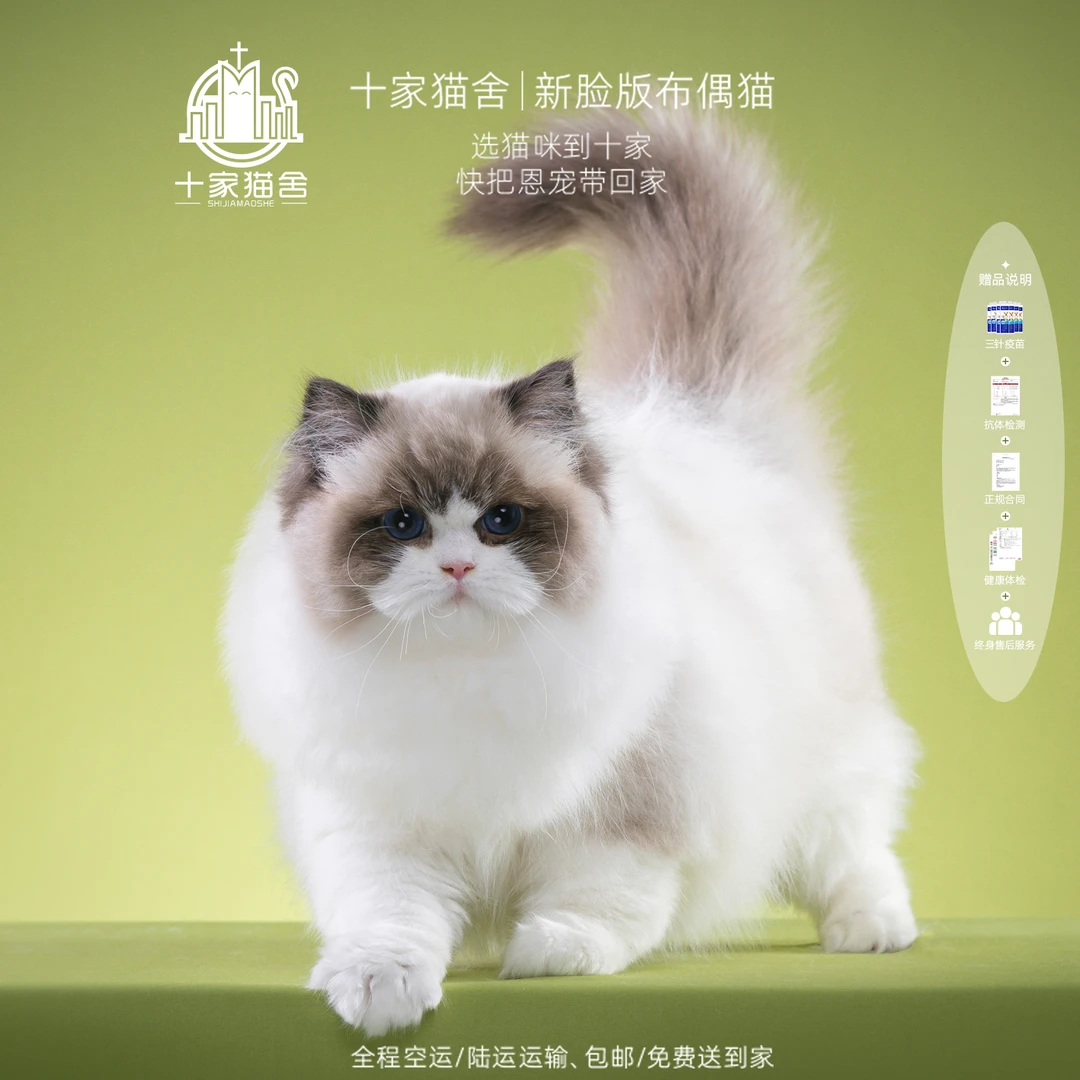 【十家猫舍】米娅Mia-妹妹 I新脸版布偶猫I猫咪活体