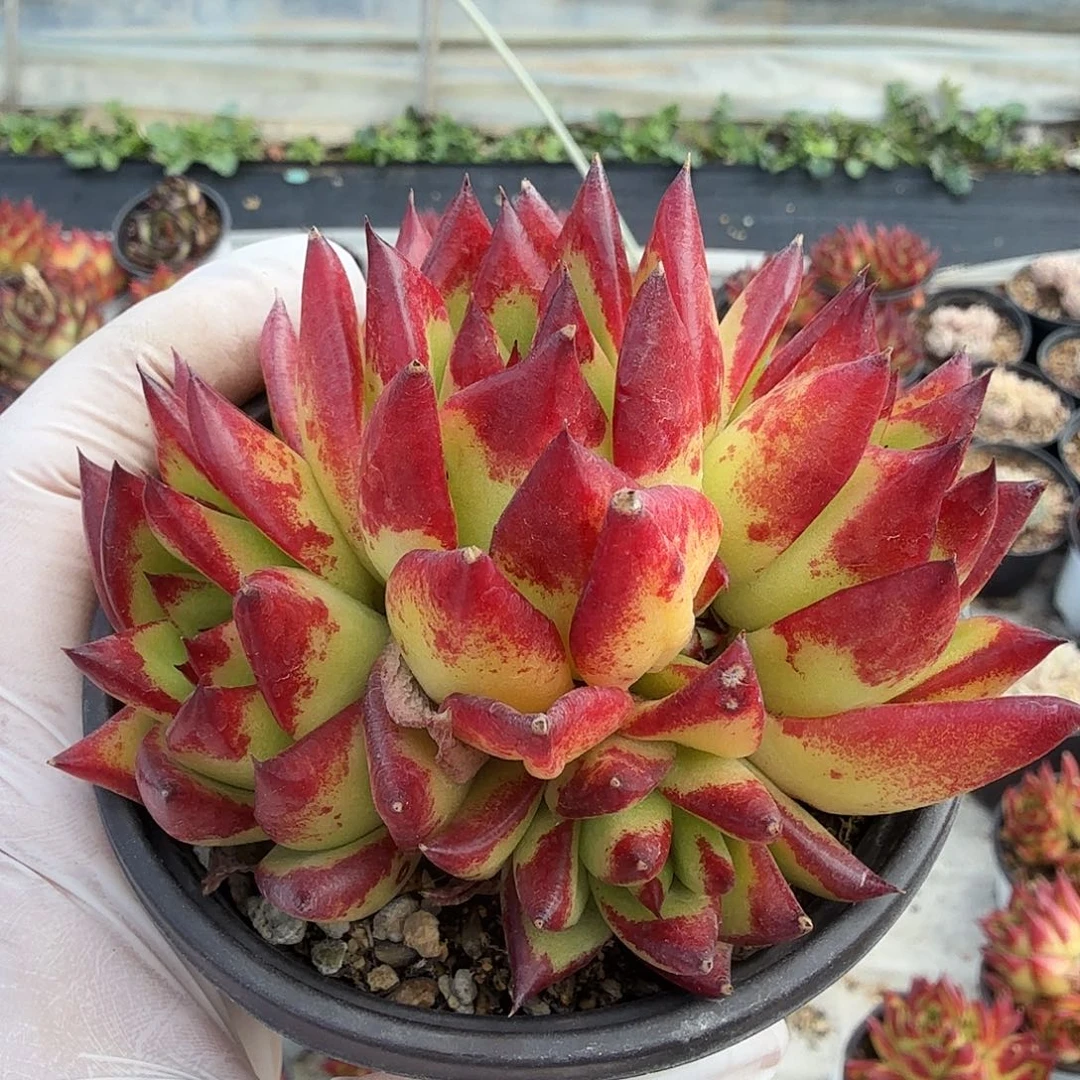 四头无砍口红满20包邮