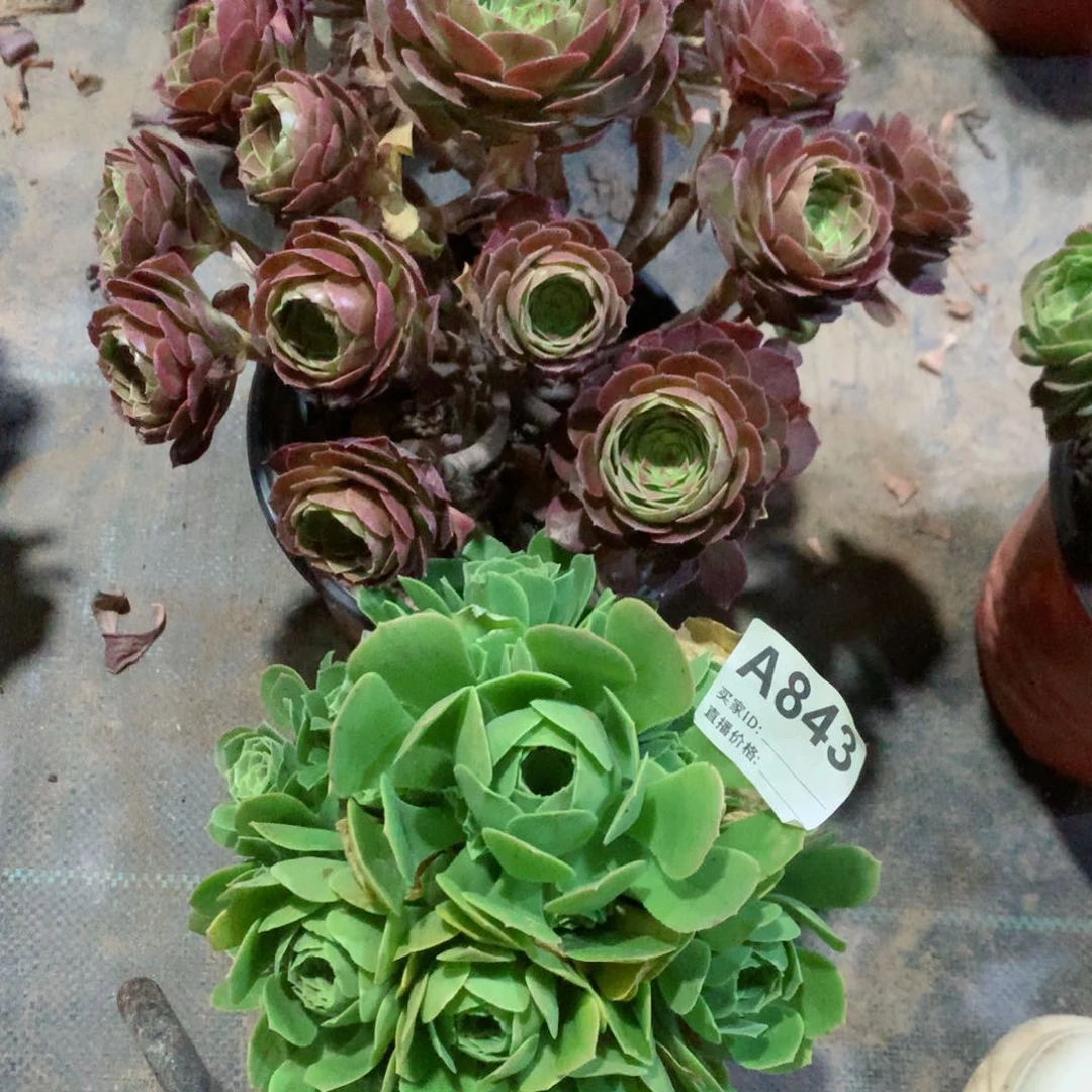 万圣节➕绿玫瑰953