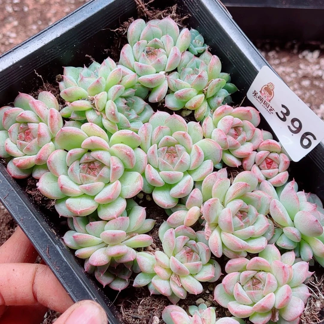 静***6多肉植物多肉植物