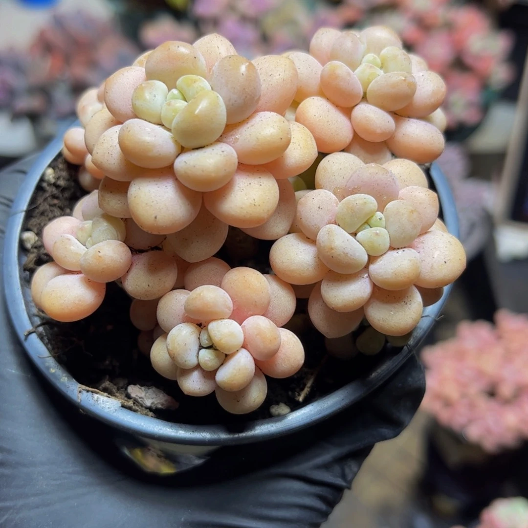 812洛可可8厘米多肉