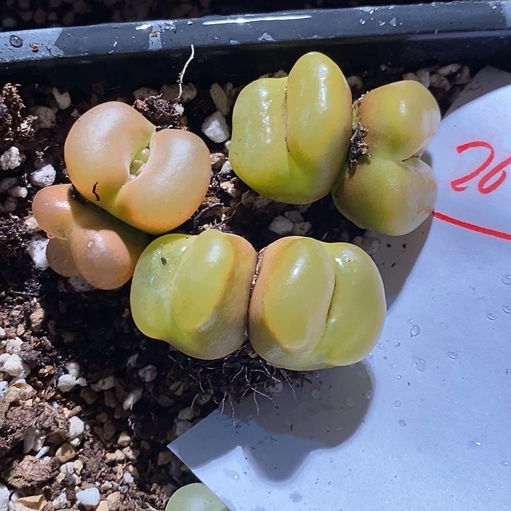 26318。   一组。  一组。