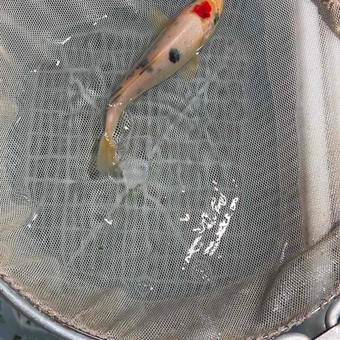 锦鲤锦鲤观赏鱼1111