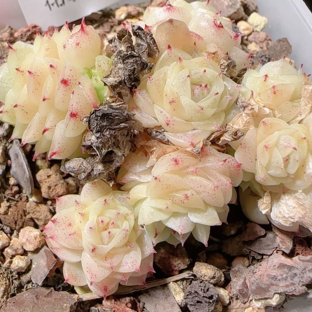 花语逸镜1130-263散小