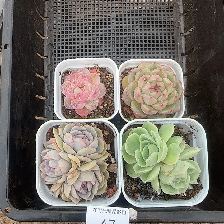 花时光精品多肉47